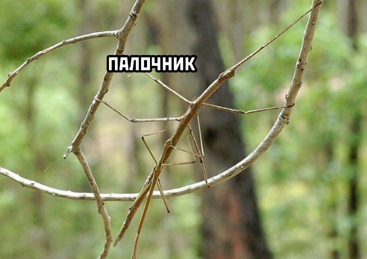 Богомол кузнечик Саранча