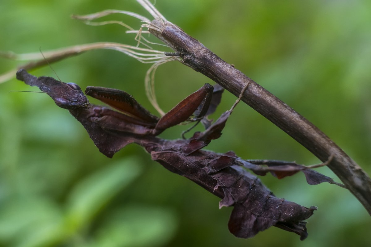 Мадагаскарский богомол