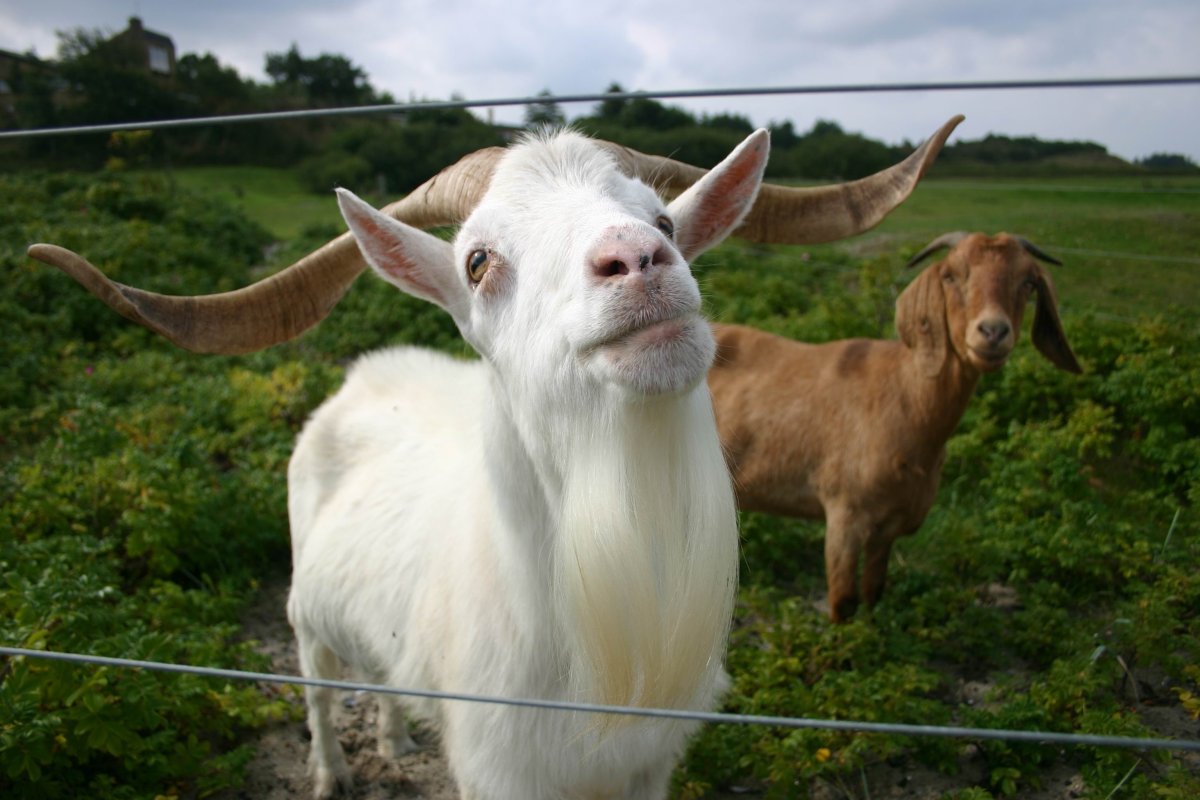 Danish Landrace Goat