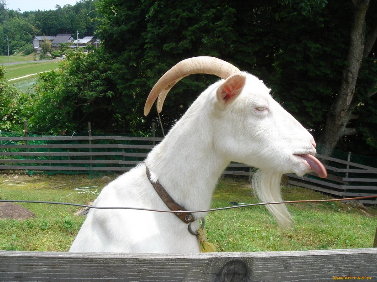 Грустная коза