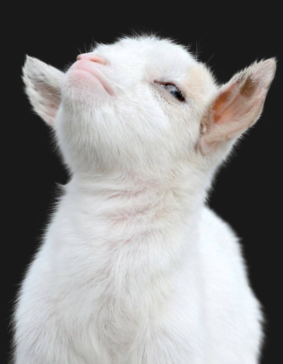 Обиженный козлик