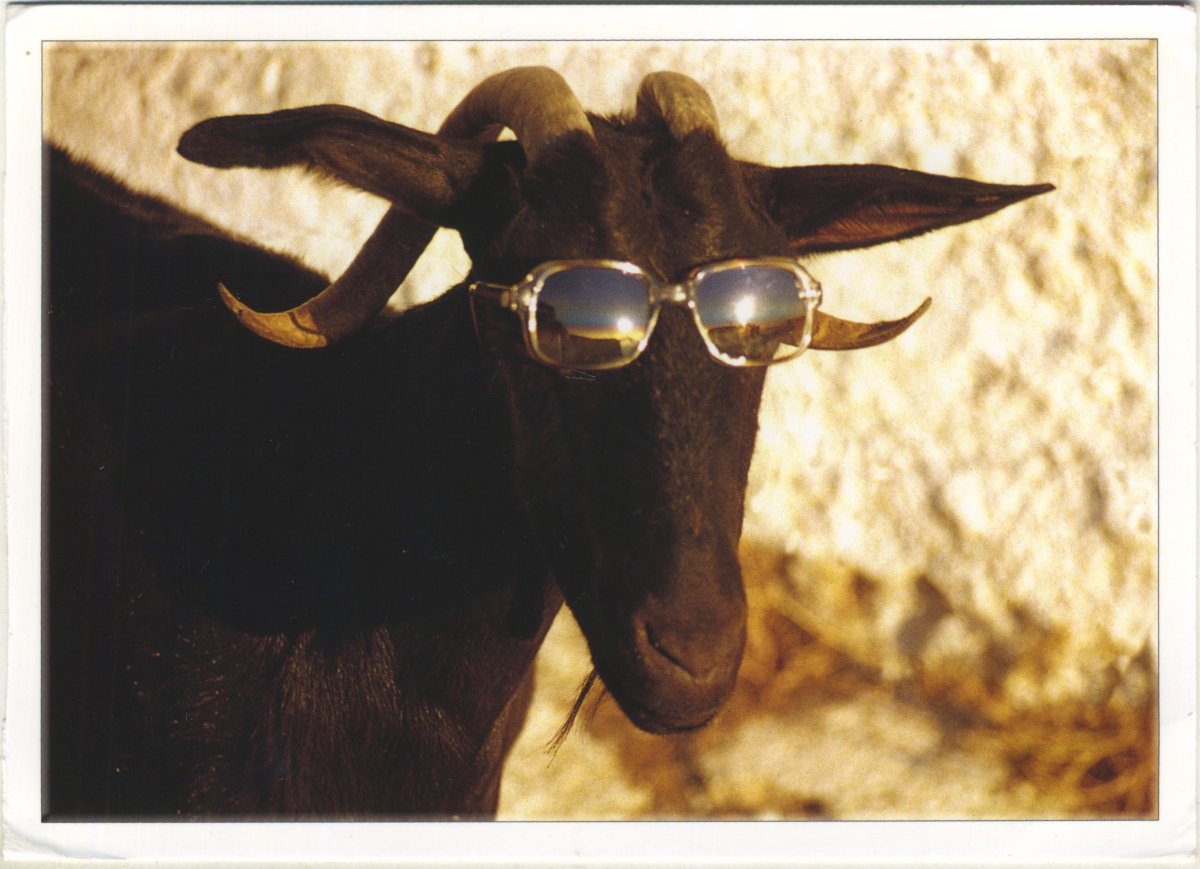 Деловая коза