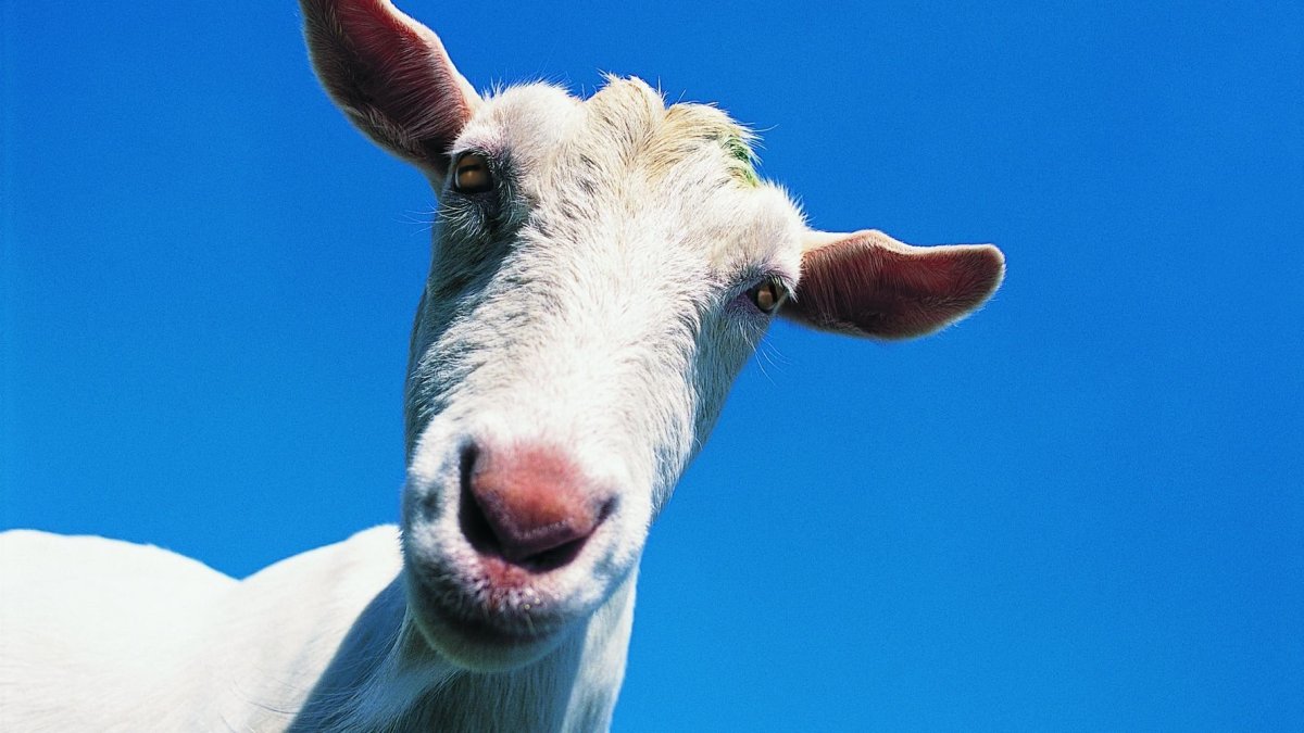 Толстая коза