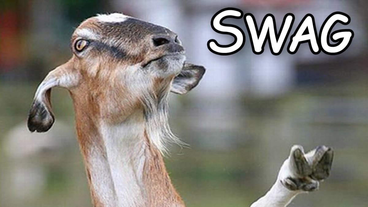 Доброе утро коза