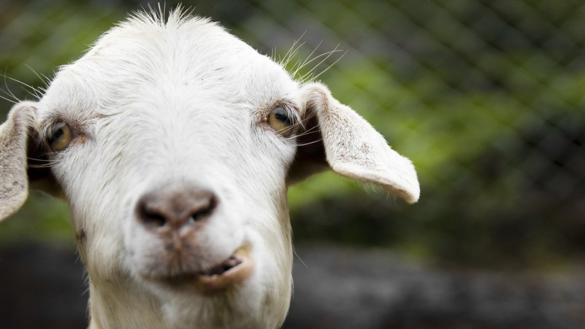 Гордая Овечка