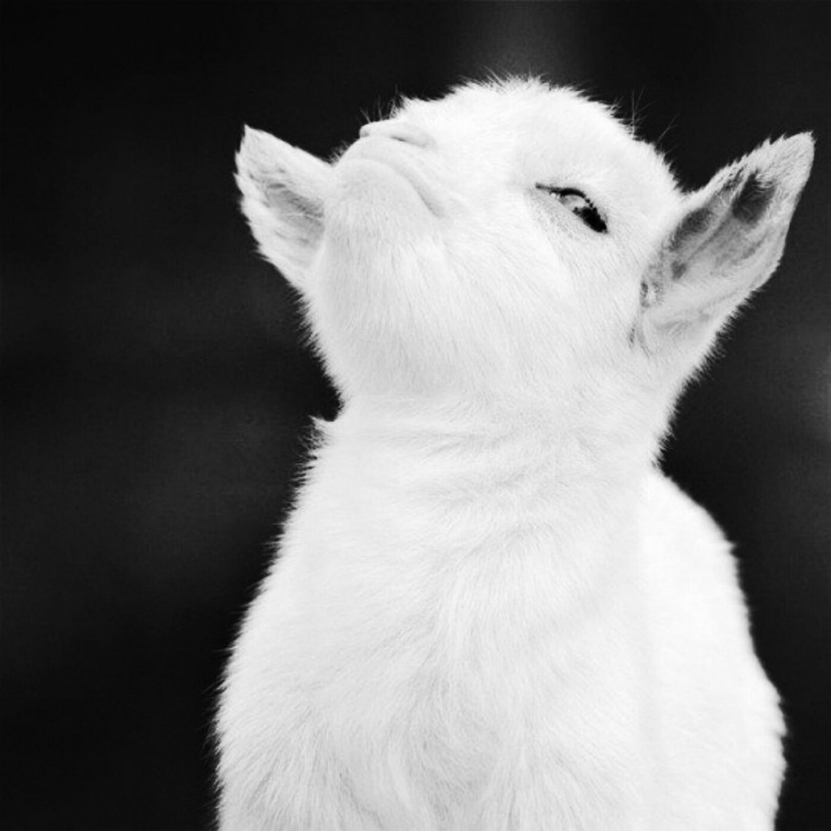 Гордый козленок