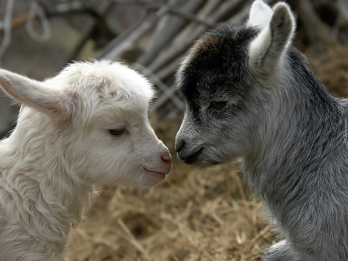 Козлята бодаются