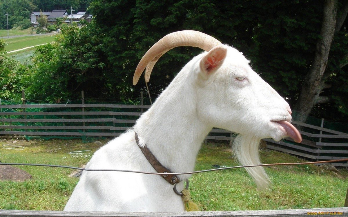 Шутки про козла