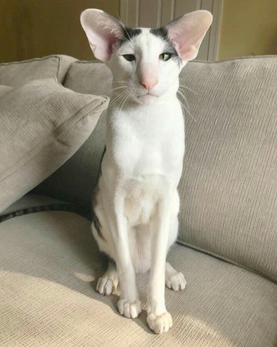 Ориентальный кот грузин