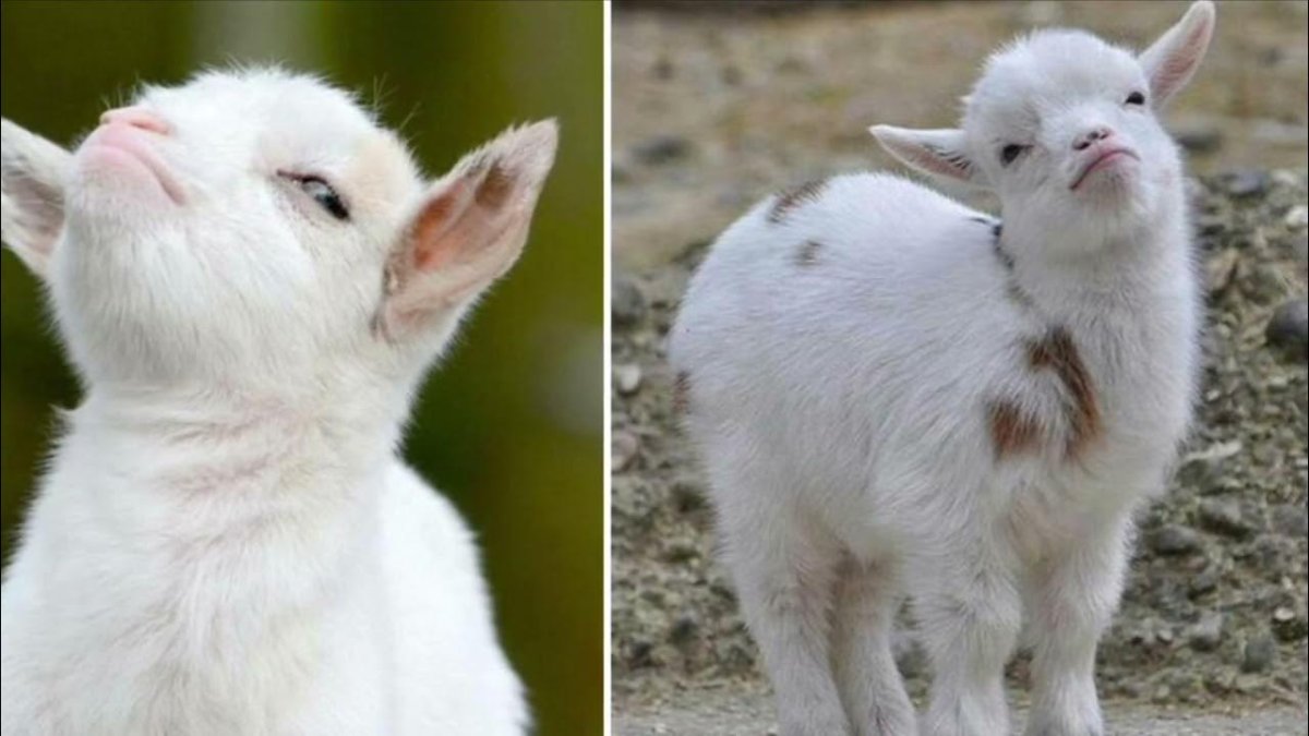 Гордый козленок