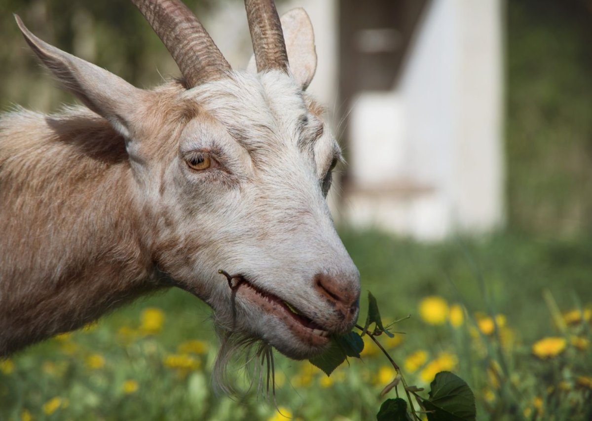 Козел рогатый