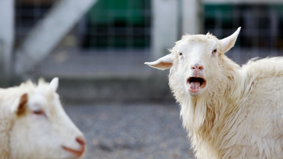 Козочка обидчивая