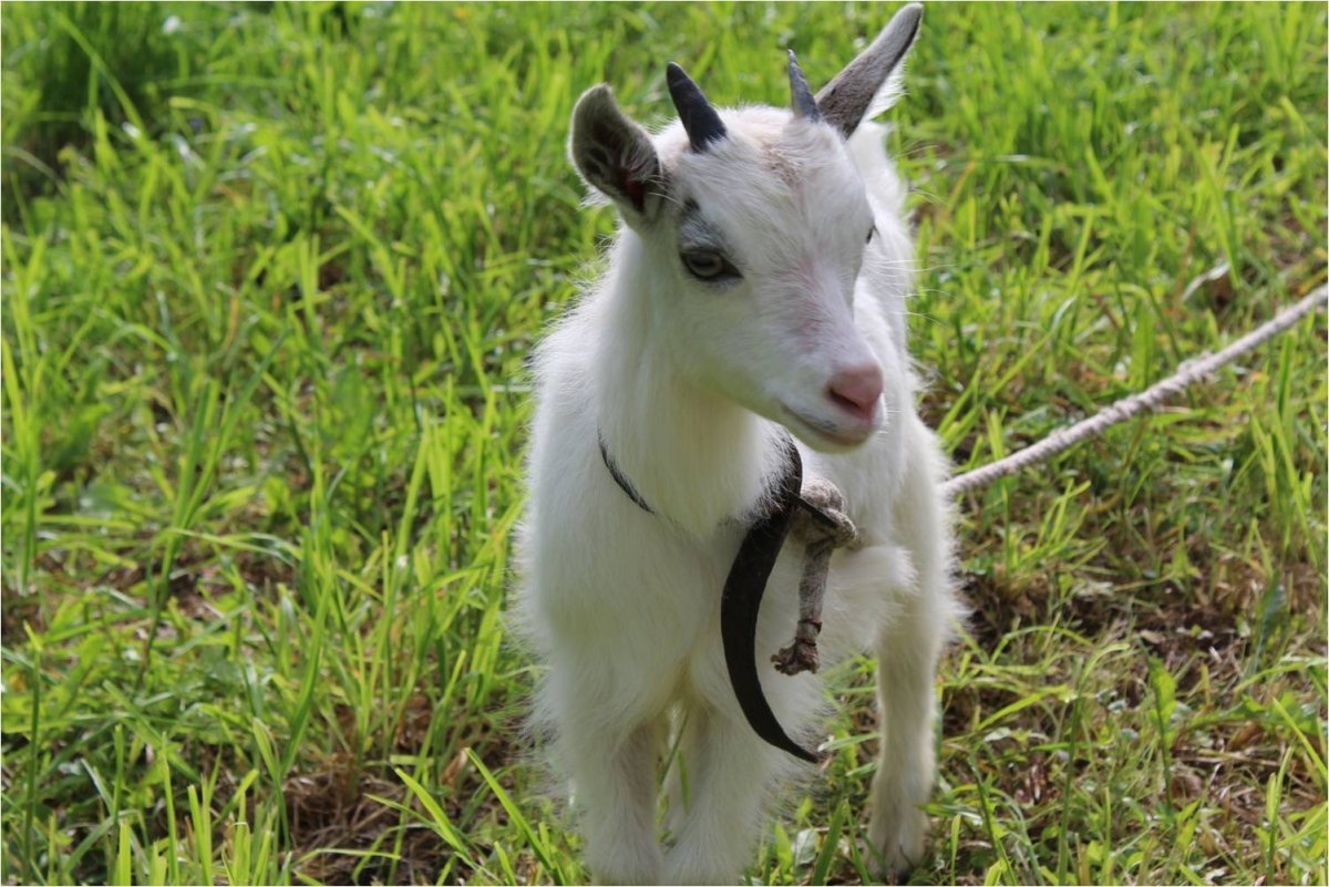 Молодой козлик