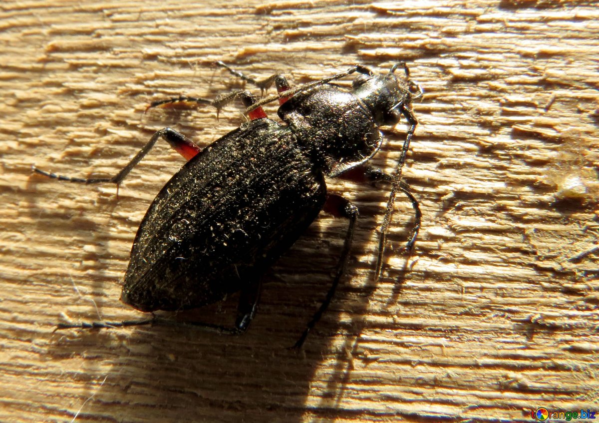 Жук усач древоточец