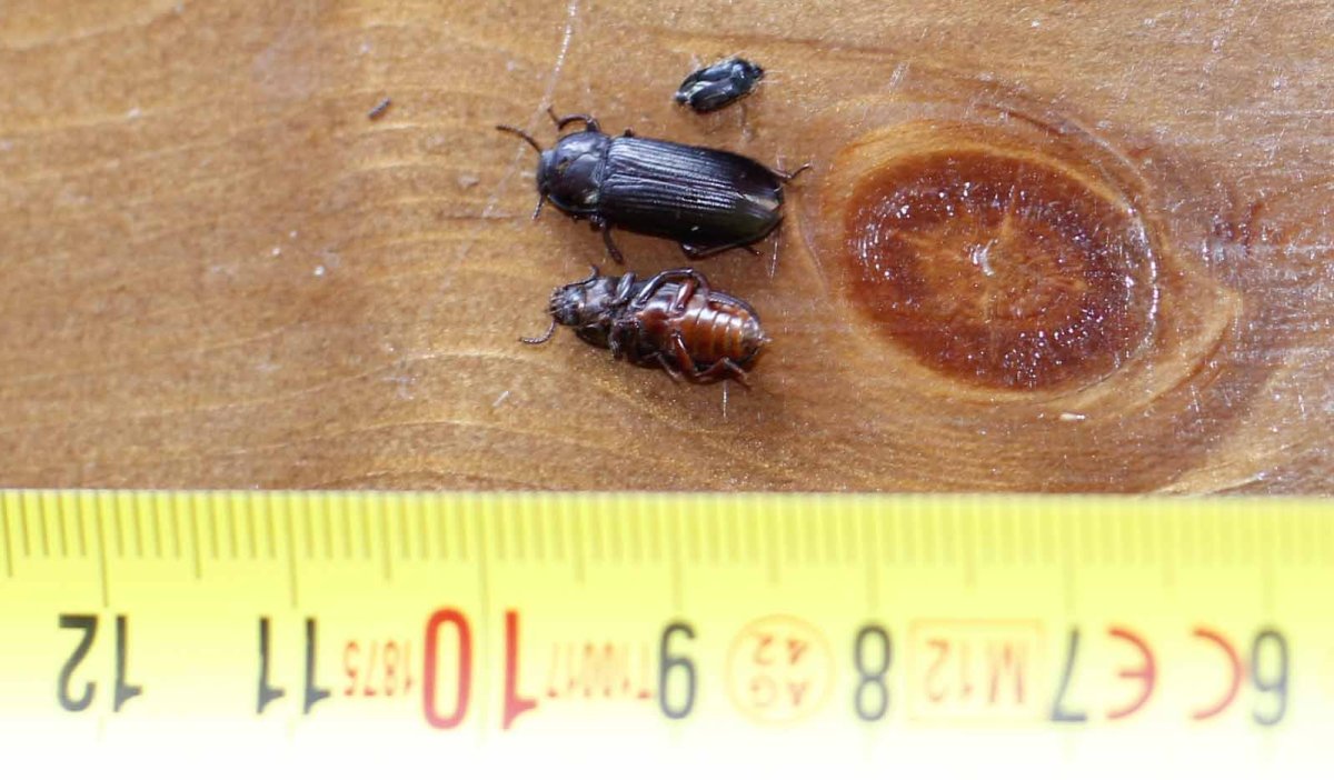 Личинки в древесине дерева