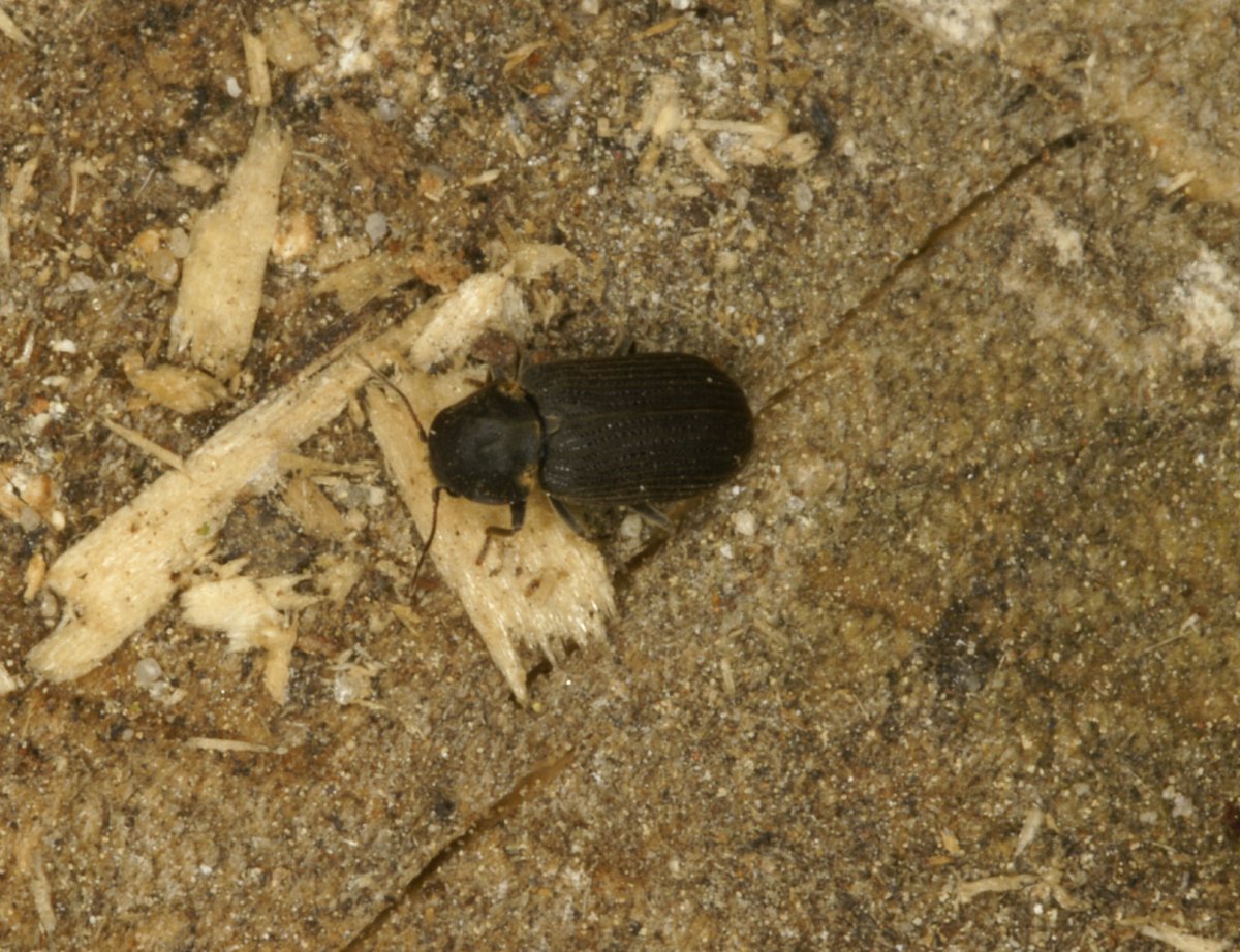 Жук усач Дубильщик