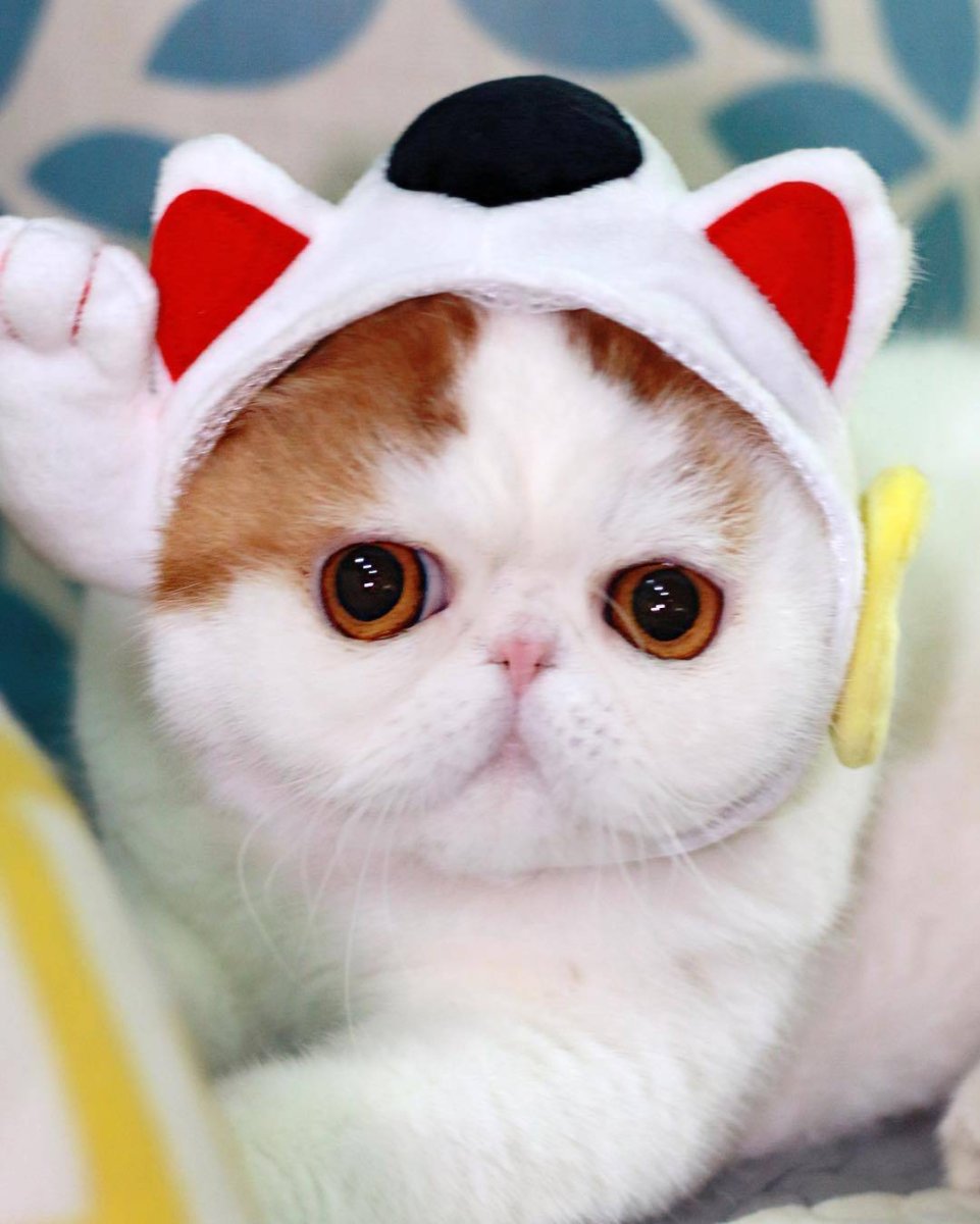 Экзотическая короткошерстная Снупи