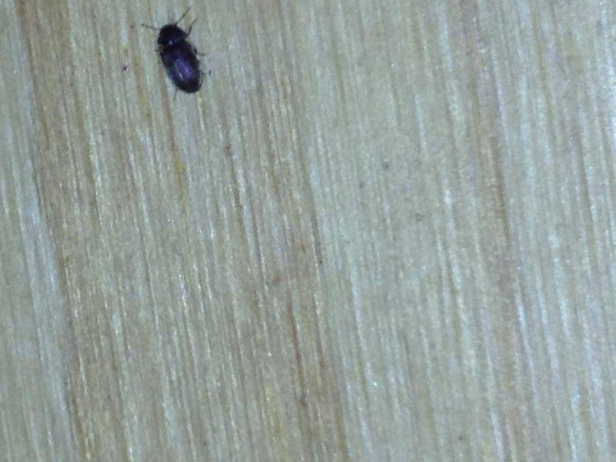 Жуки которые едят дерево