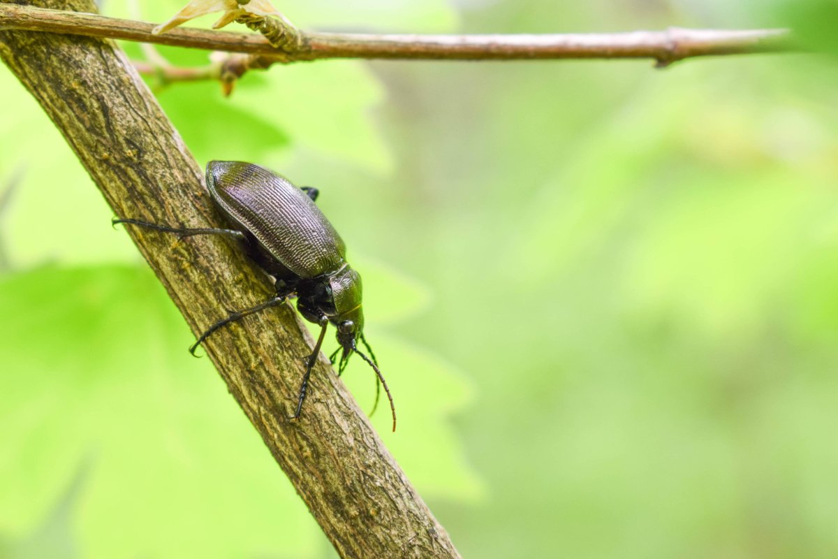 Жук ХРУЩЕВИК черный малый
