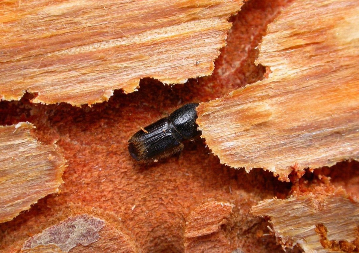 Жук короед типограф