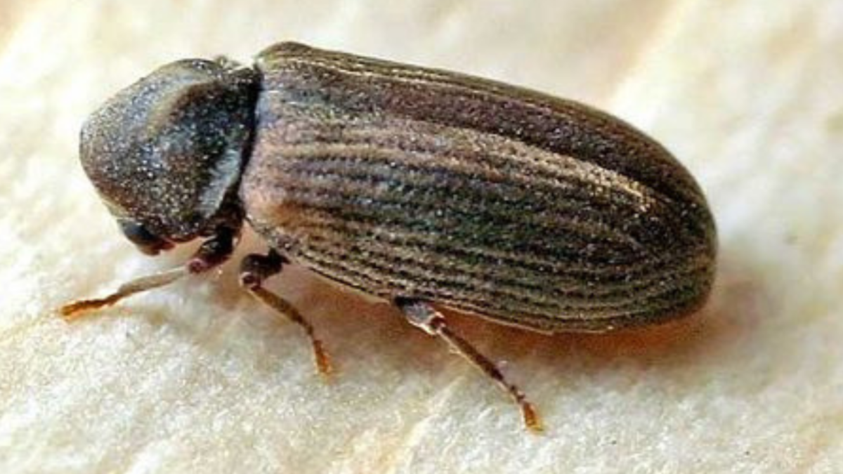 Шашель долгоносик