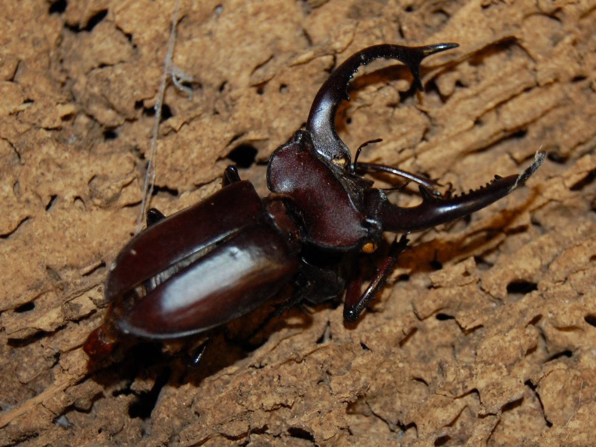 Табачный Жук Точильщик