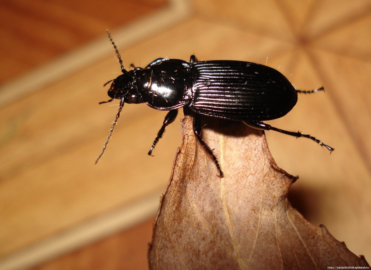 Жук черный хрущак дома