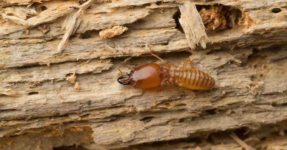 Жук Термит древесный