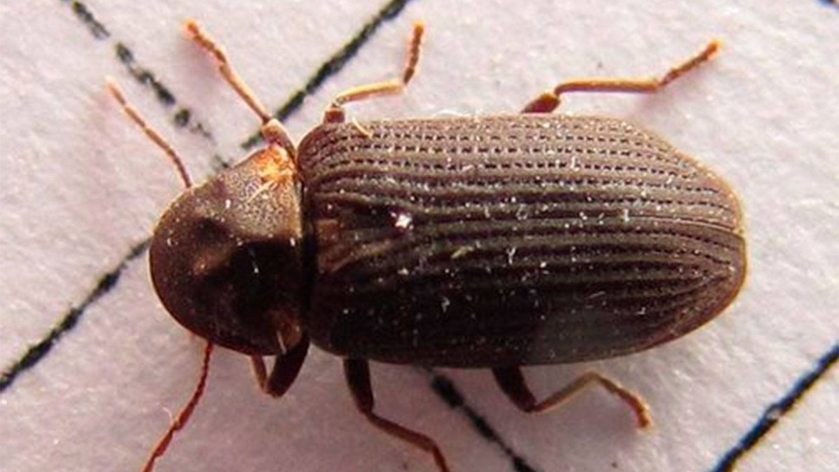 Точильщик Жук мучной Жук