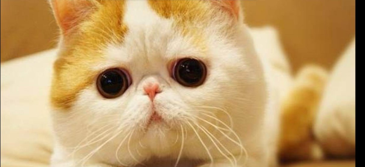 Японская кошка