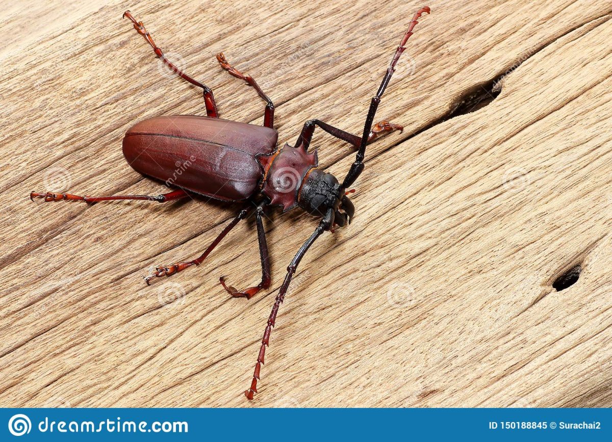 Древесный Жук с крыльями