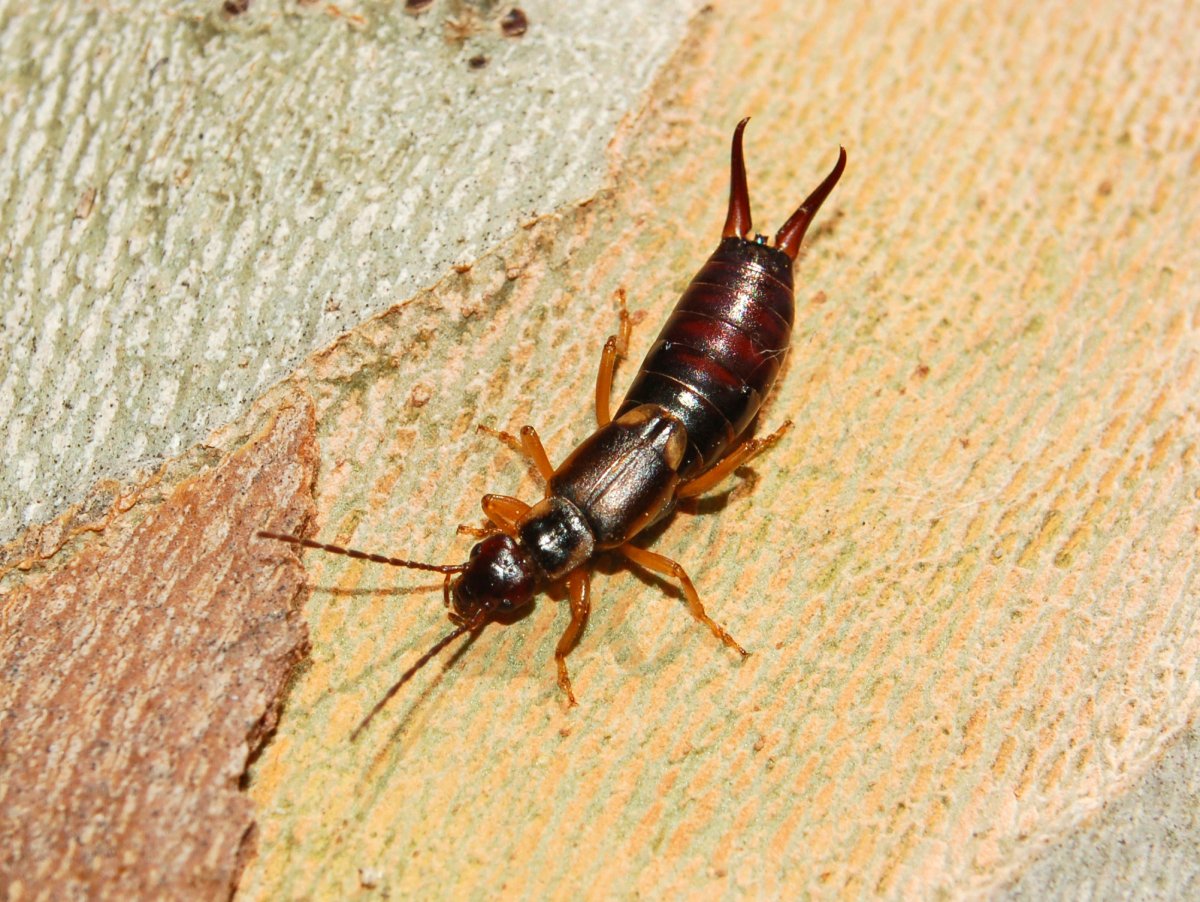 Ясеневая Изумрудная узкотелая Златка