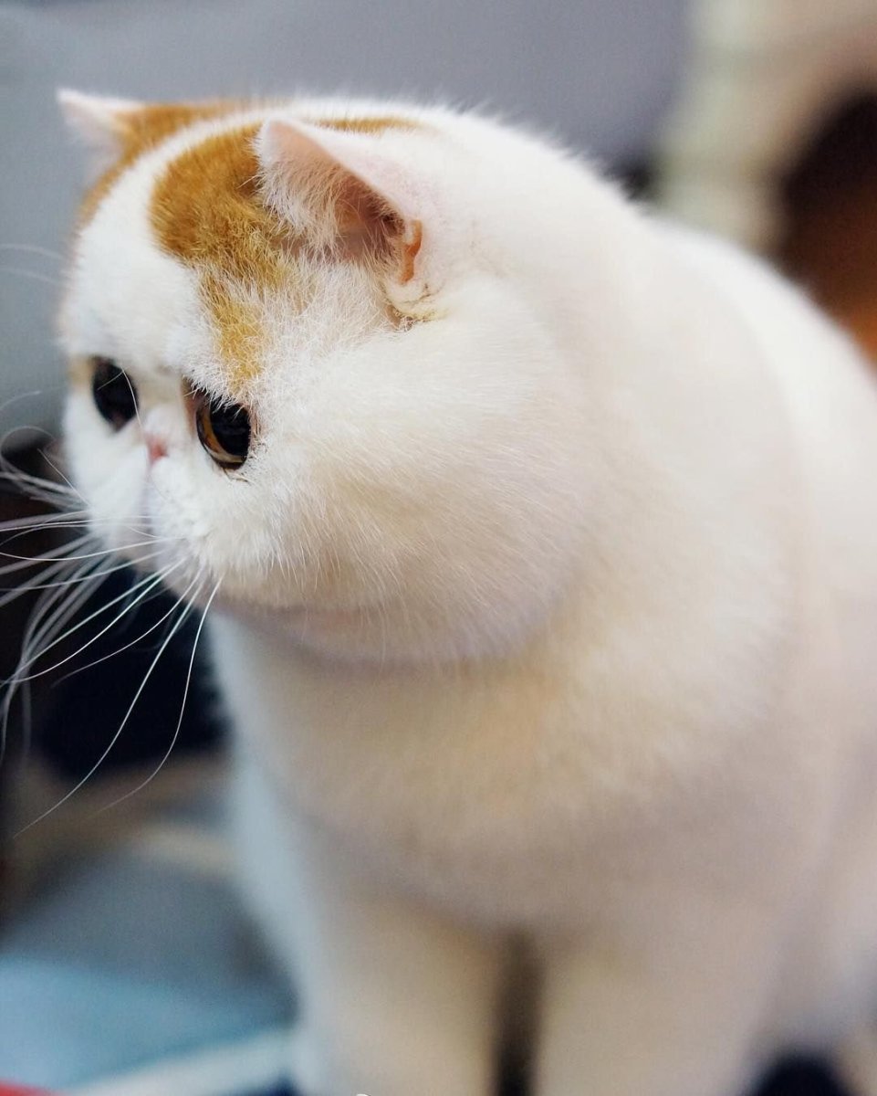 Экзот Снупи