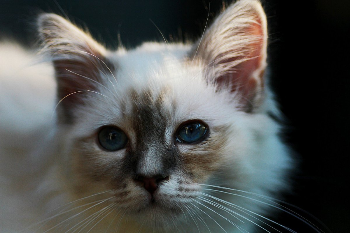 Бирманская кошка колор Пойнт