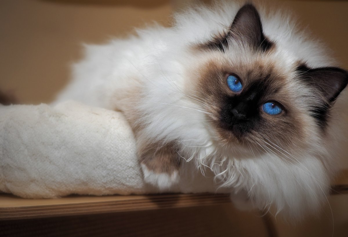 Балинезийская Рэгдолл