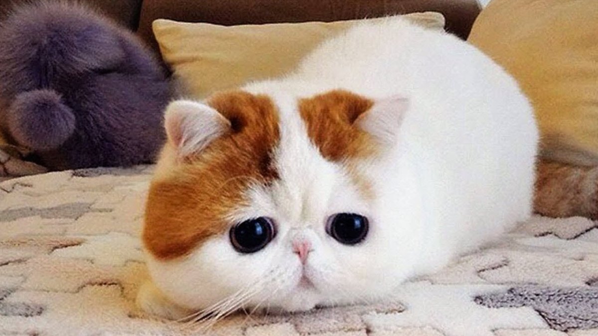 Снупи кот грустный