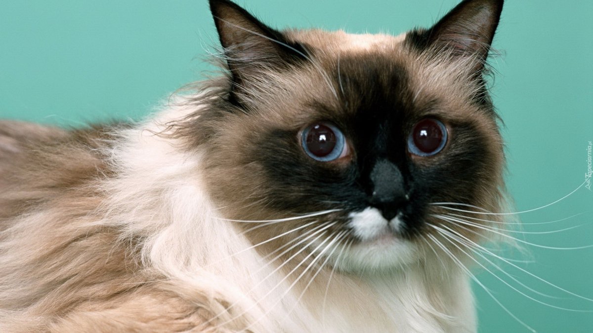 Балинезийская кошка длинношерстная