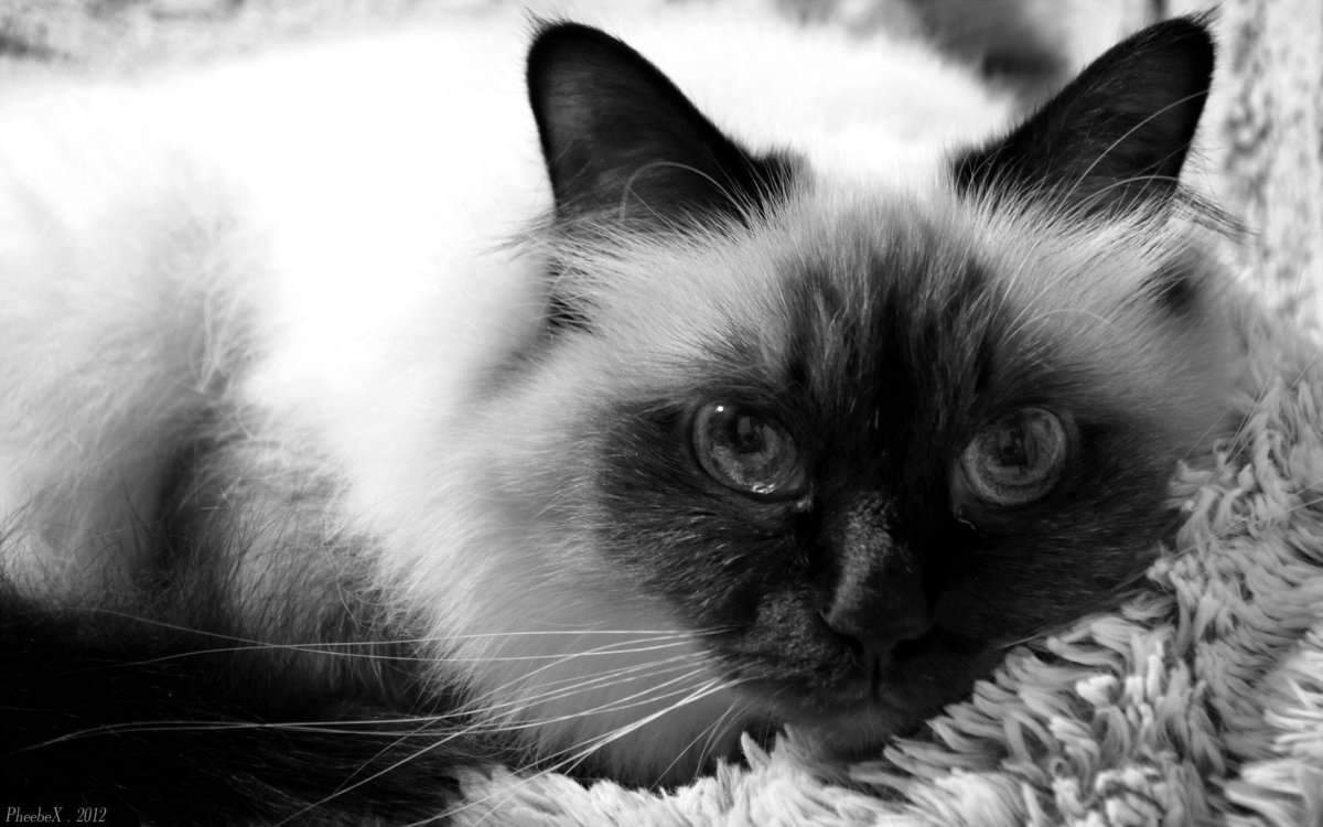 Сиамская кошка черно белая