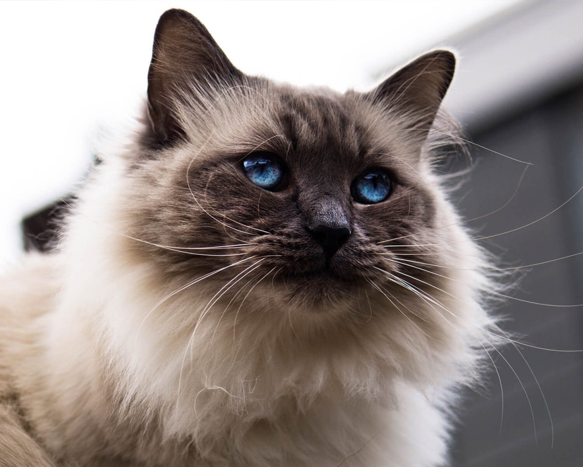 Балинезийская Рэгдолл