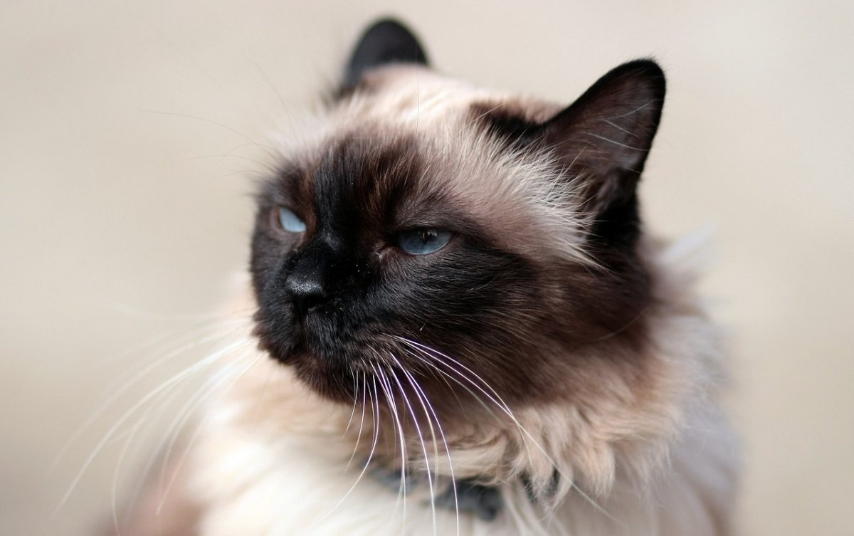 Балинезийская Рэгдолл