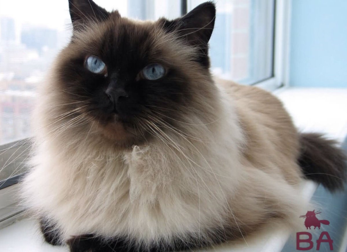 Невская гималайская Сиамская кошка