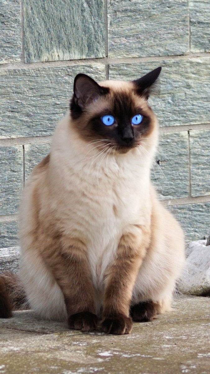 Балинезийская кошка