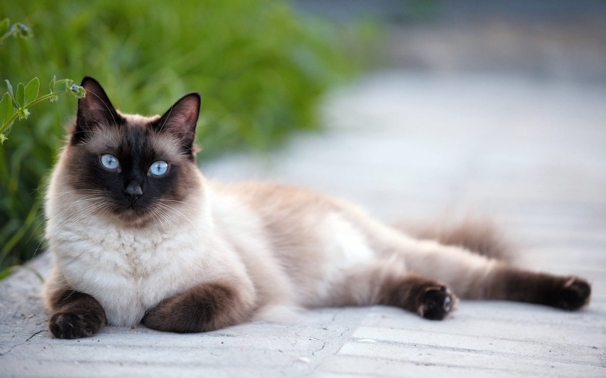 Сиамская кошка Лапкинс