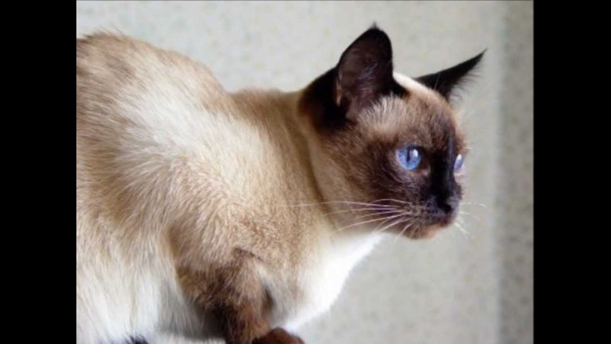 Сиамская кошка