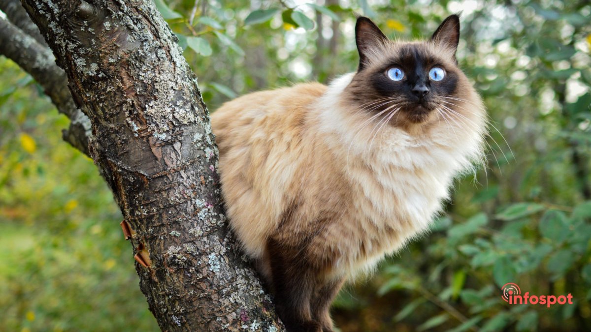 Сиамский балинезийский кот