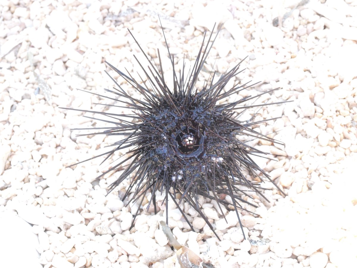Черноморский морской еж