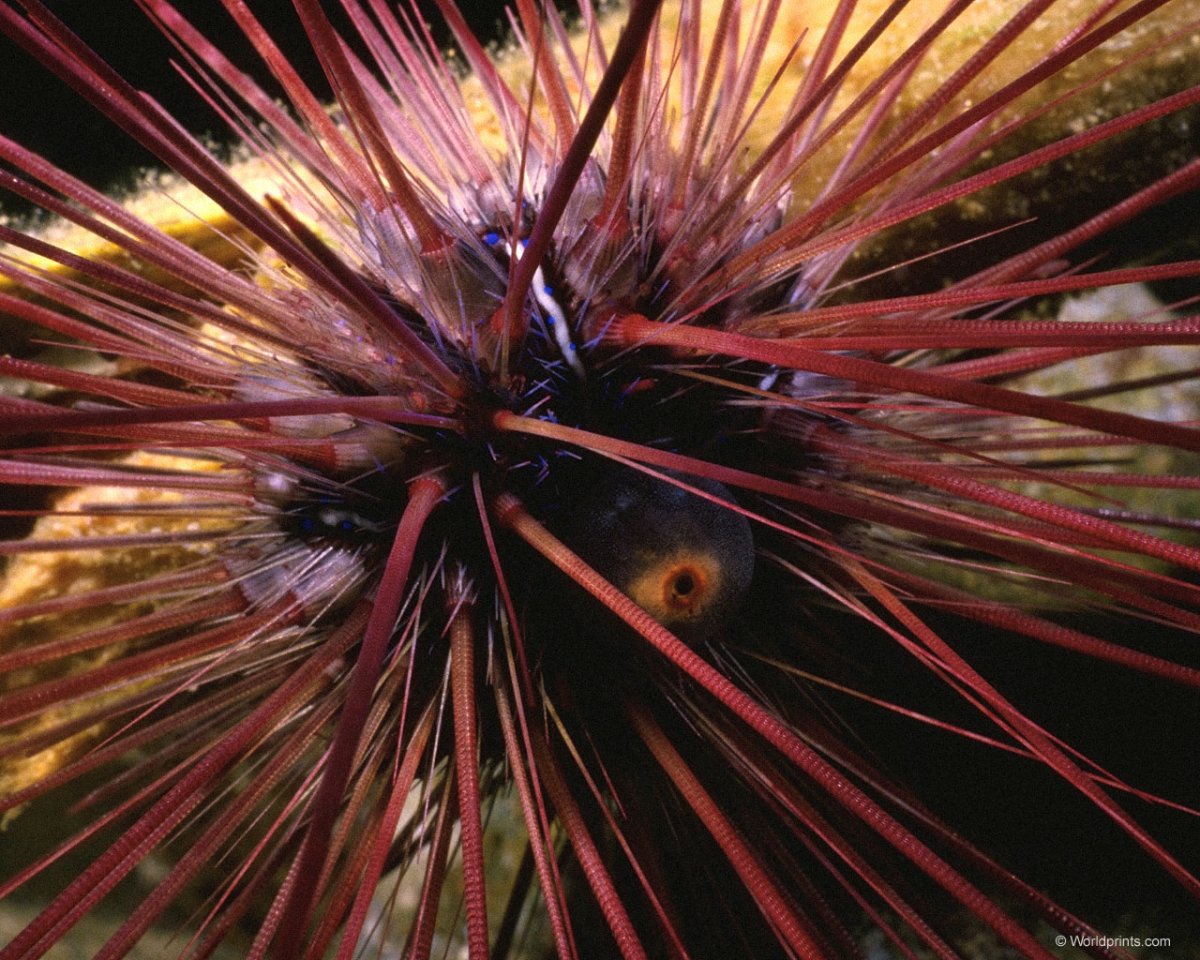 Морской еж на дне океана
