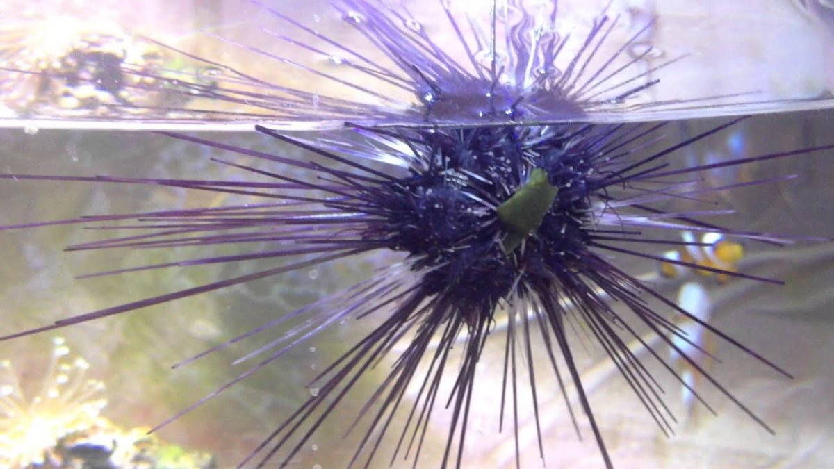 Черный морской еж