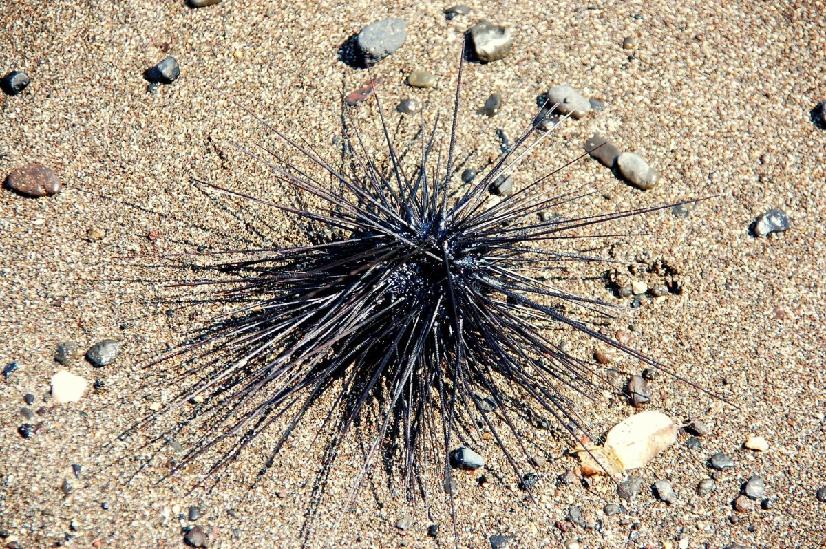 Морские Ежи Тенерифе