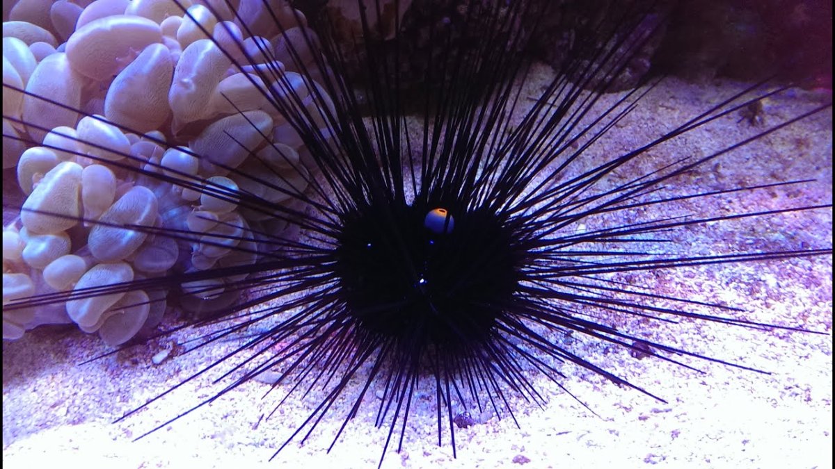 Морской еж глаза